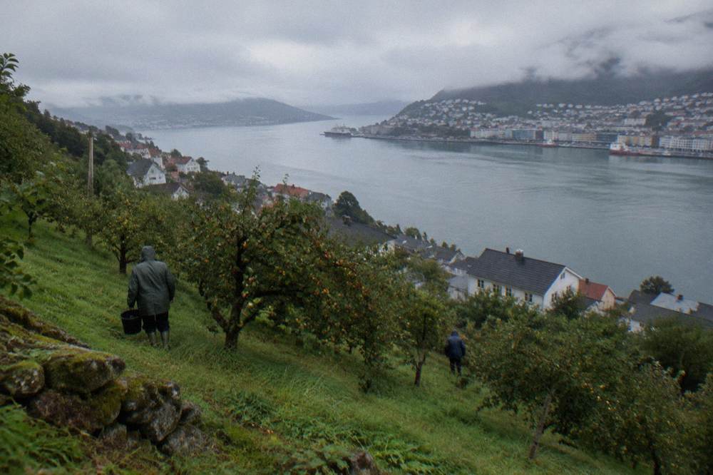 A green hillside orchard sloping down to a wide calm fjord