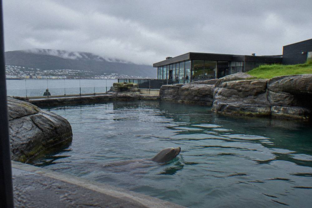 A sea lion swimming in a rock pool at the Bergen Aquarium on Nordnes