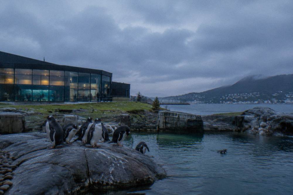 Penguins standing on rocks in an outdoor pool at the Bergen Aquarium
