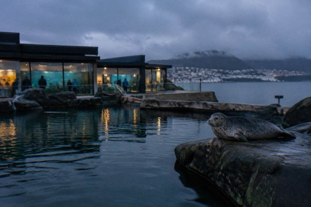An outdoor seal pool at an aquarium with a seal resting on a rocky ledge