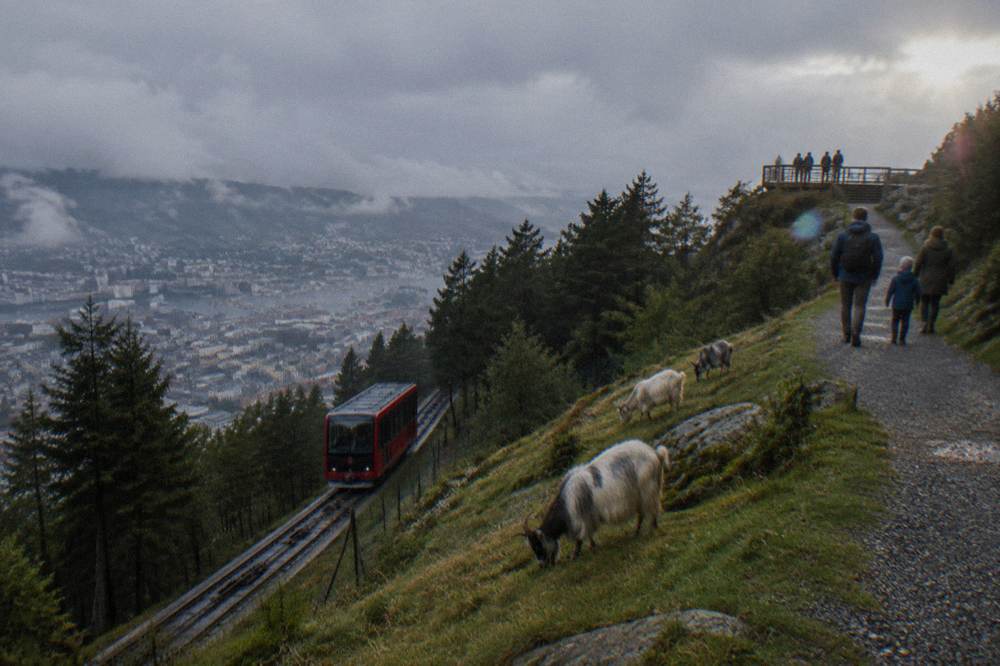 Family walking a gravel trail on the Floyen plateau past grazing goats near the upper station