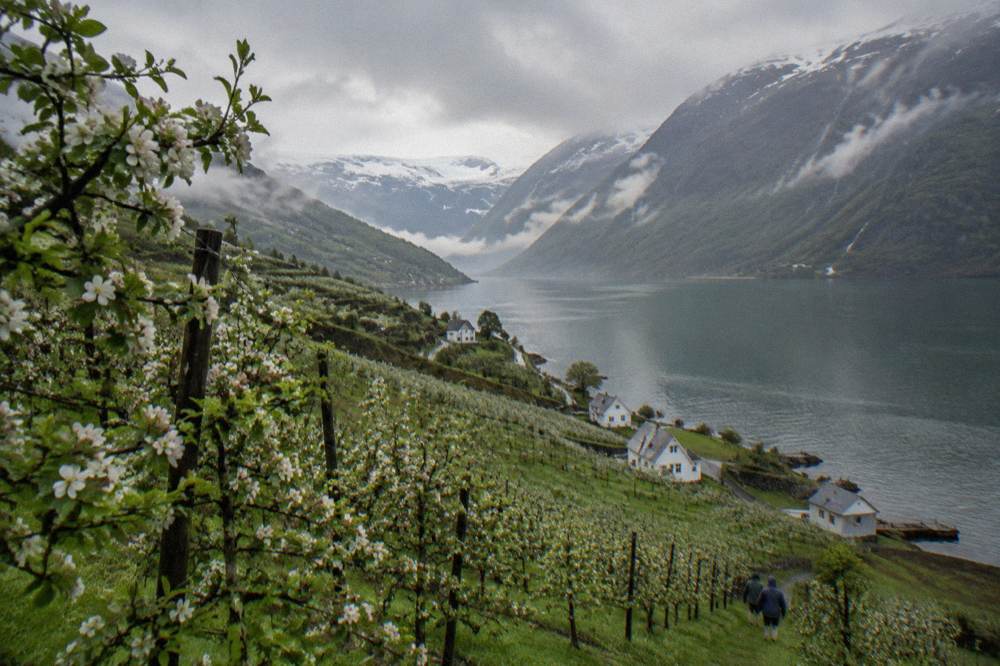 Apple orchards in blossom on a green slope above the Hardangerfjord