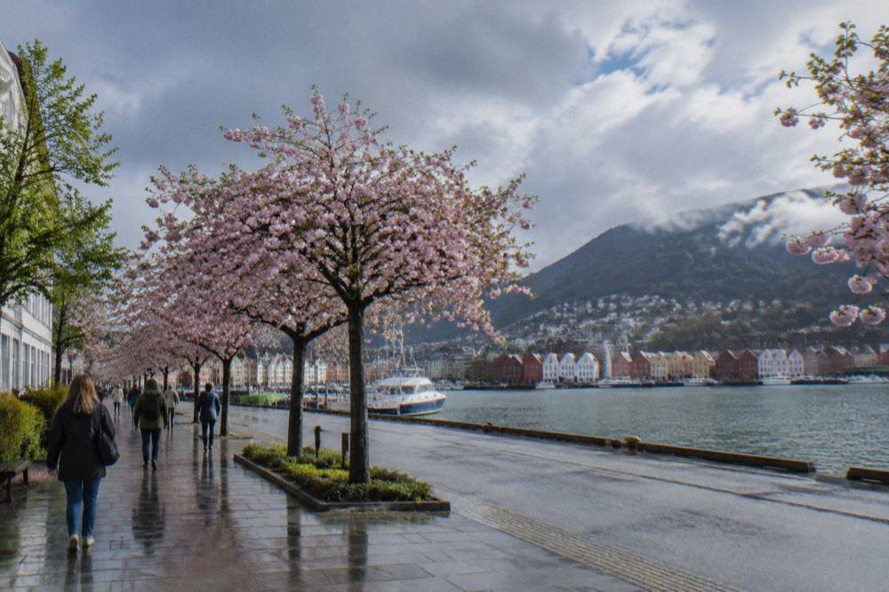Cherry blossom trees flowering along a street in central Bergen with people walking