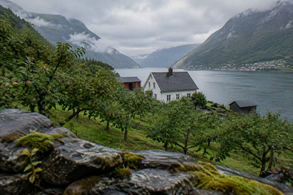 An orchard and farmhouse on the shore of the Hardangerfjord with steep green hillsides rising behind