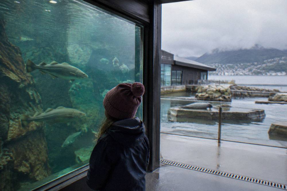 A child watching fish swim in a large glass tank at the Bergen Aquarium